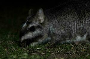 vizcacha , agostomus massimo, EL palmare nazionale parco , entre rios Provincia, argentina foto