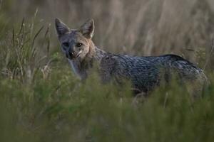 Volpe nel pampa prateria , la pampa Provincia, patagonia, argentina. foto