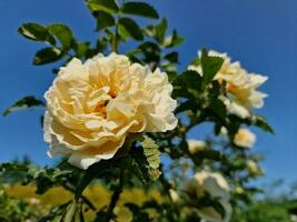 sorprendente primavera colori nel fiori, visitare per il botanico giardino foto