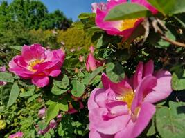sorprendente primavera colori nel fiori, visitare per il botanico giardino foto