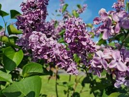 sorprendente primavera colori nel fiori, visitare per il botanico giardino foto