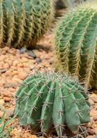 melone cactus su colorato pietra foto