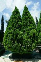 foto di Due luminosa verde sempreverde trephoto di Due luminosa verde sempreverde alberi, contro un' blu cielo .dacridio , thuja orientalis