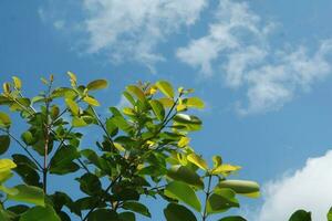 foto di verde le foglie con chiaro blu cielo come sfondo