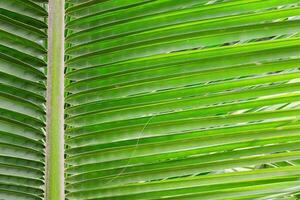 verde palma foglia sfondo vicino su foto