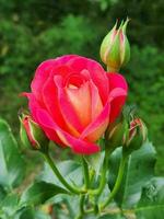 giardino rosa. rosso rosa fiore nel il giardino. sfondo per un' saluto carta foto