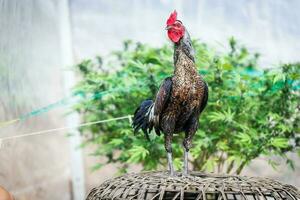 bellissimo Gallo in piedi nel sfocato natura verde sfondo. tailandese gallo, tailandese combattimento di galli, pollo in piedi. foto