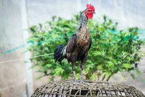 bellissimo Gallo in piedi nel sfocato natura verde sfondo. tailandese gallo, tailandese combattimento di galli, pollo in piedi. foto