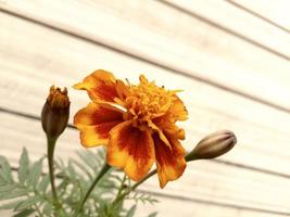 vista ravvicinata di un fiore con sfondo effetto legno foto