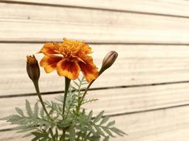 vista ravvicinata di un fiore con sfondo effetto legno foto