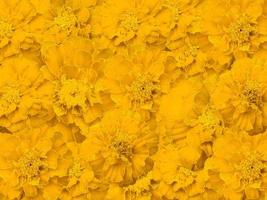 bellissimo sfondo di fiori di colore giallo foto