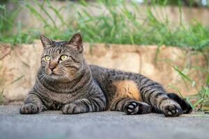 carino femmina gatto seduta su calcestruzzo pavimento foto