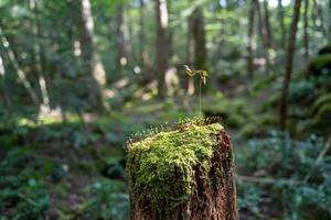 la foresta a kawaguchiko in giappone