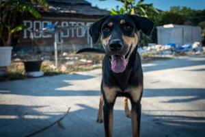 cane di strada a koh lipe in thailandia foto