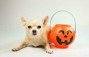 Marrone corto capelli chihuahua cane dire bugie giù su bianca sfondo con plastica Halloween zucca benna. animale domestico e Halloween vacanza concetto foto