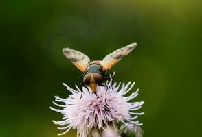 ape raccolta miele a partire dal polline su centaurea negra nero fiordaliso o Comune fiordaliso, concetto per natura natura insetto cibo catena foto