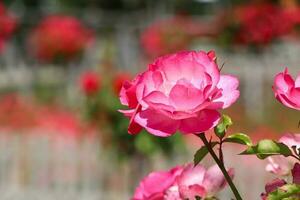 un' lotto di piccolo rosa Rose su cespuglio avvicinamento nel tramonto giardino. rosa Rose cespugli fioritura foto