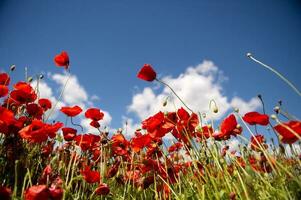 campo con rosso papavero fiori contro un' blu cielo foto