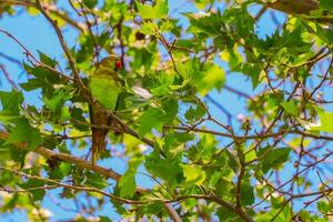 vicino su verde pappagallo con rosso becco seduta su il ramo di albero. verde pappagalli siamo a parco nel ankara. selettivo messa a fuoco. foto