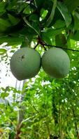 mazzo di mango maturo verde sull'albero in giardino. messa a fuoco selettiva foto