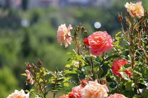 un' lotto di piccolo rosa Rose su cespuglio avvicinamento nel tramonto giardino. rosa Rose cespugli fioritura foto