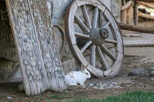 dettaglio fotografie a partire dal villaggio vita. dettagliato villaggio vita fotografie.