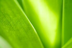 vista della natura di foglia verde su sfondo verde sfocato in giardino con spazio di copia utilizzando come sfondo piante verdi naturali paesaggio, ecologia, carta da parati fresca foto
