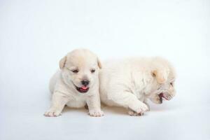 carino neonato di cucciolo cane isolato su bianca sfondo, gruppo di piccolo cucciolo bianca cane foto