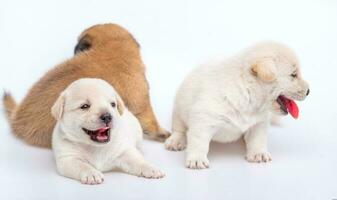 carino neonato di cucciolo cane isolato su bianca sfondo, gruppo di piccolo cucciolo bianca e Marrone cane foto