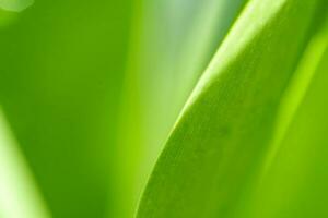 vista della natura di foglia verde su sfondo verde sfocato in giardino con spazio di copia utilizzando come sfondo piante verdi naturali paesaggio, ecologia, carta da parati fresca foto