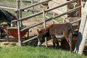 dettaglio fotografie a partire dal villaggio vita. dettagliato villaggio vita fotografie.