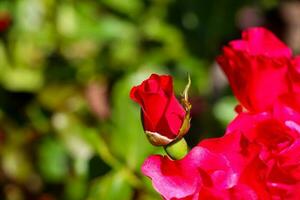 rosso rosa fiori con verde foglia nel parco romantico regalo per amato uno. foto