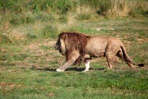 leone che cammina nella savana foto