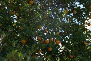 avvicinamento su clementine nel un' albero foto