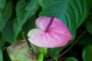 fiore rosa anthurium foto