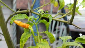 chili alberi cuscinetto verde, giallo e rosso frutta nel il giardino foto