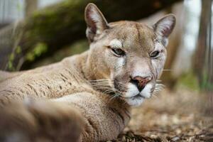 puma nello zoo foto