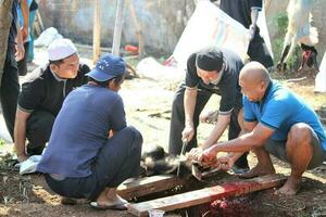 Giacarta, indonesia-29 giugno 2023 macello di sacrificale animali con il tema di eid al adha foto