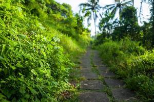 la passeggiata sulla cresta del campuhan a ubud a bali foto