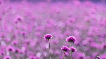 rosa amaranto fiore fiorire su campo, bellissimo in crescita e fiori su prato fioritura nel il mattina.morbido pastello su natura bokeh sfondo foto