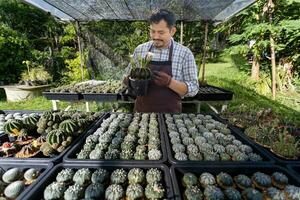 asiatico giardiniere è Lavorando dentro il serra pieno di cactus impianti collezione mentre propagazione di fiore impollinazione per seme nel ornamentale giardino e passatempo foto