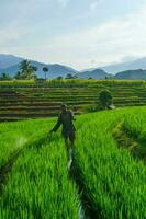 il attività di agricoltori nel il riso i campi nel il barisan montagne, bengkulu, nord Indonesia foto