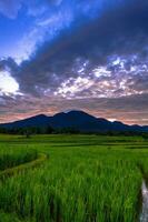 bellissimo mattina Visualizza Indonesia panorama paesaggio risaia i campi con bellezza colore e cielo naturale leggero foto