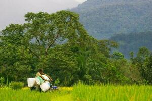 bengkulu, Indonesia, 2023 - villaggio vita con agricoltori Lavorando nel il riso i campi foto