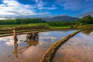 bellissimo mattina Visualizza Indonesia panorama paesaggio risaia i campi con bellezza colore e cielo naturale leggero foto