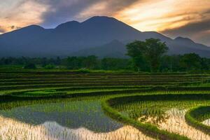 bellissimo mattina Visualizza Indonesia panorama paesaggio risaia i campi con bellezza colore e cielo naturale leggero foto