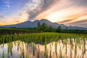 bellissimo mattina Visualizza Indonesia panorama paesaggio risaia i campi con bellezza colore e cielo naturale leggero foto