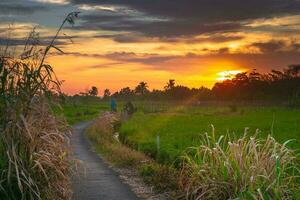 bellissimo mattina Visualizza Indonesia panorama paesaggio risaia i campi con bellezza colore e cielo naturale leggero foto