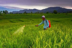 bellissimo mattina Visualizza Indonesia panorama paesaggio risaia i campi con bellezza colore e cielo naturale leggero foto