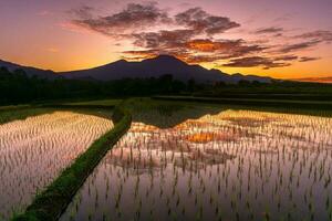 bellissimo mattina Visualizza Indonesia panorama paesaggio risaia i campi con bellezza colore e cielo naturale leggero foto